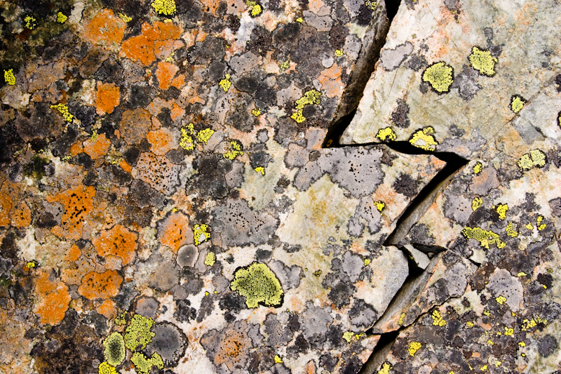 Lichen On Split Rock